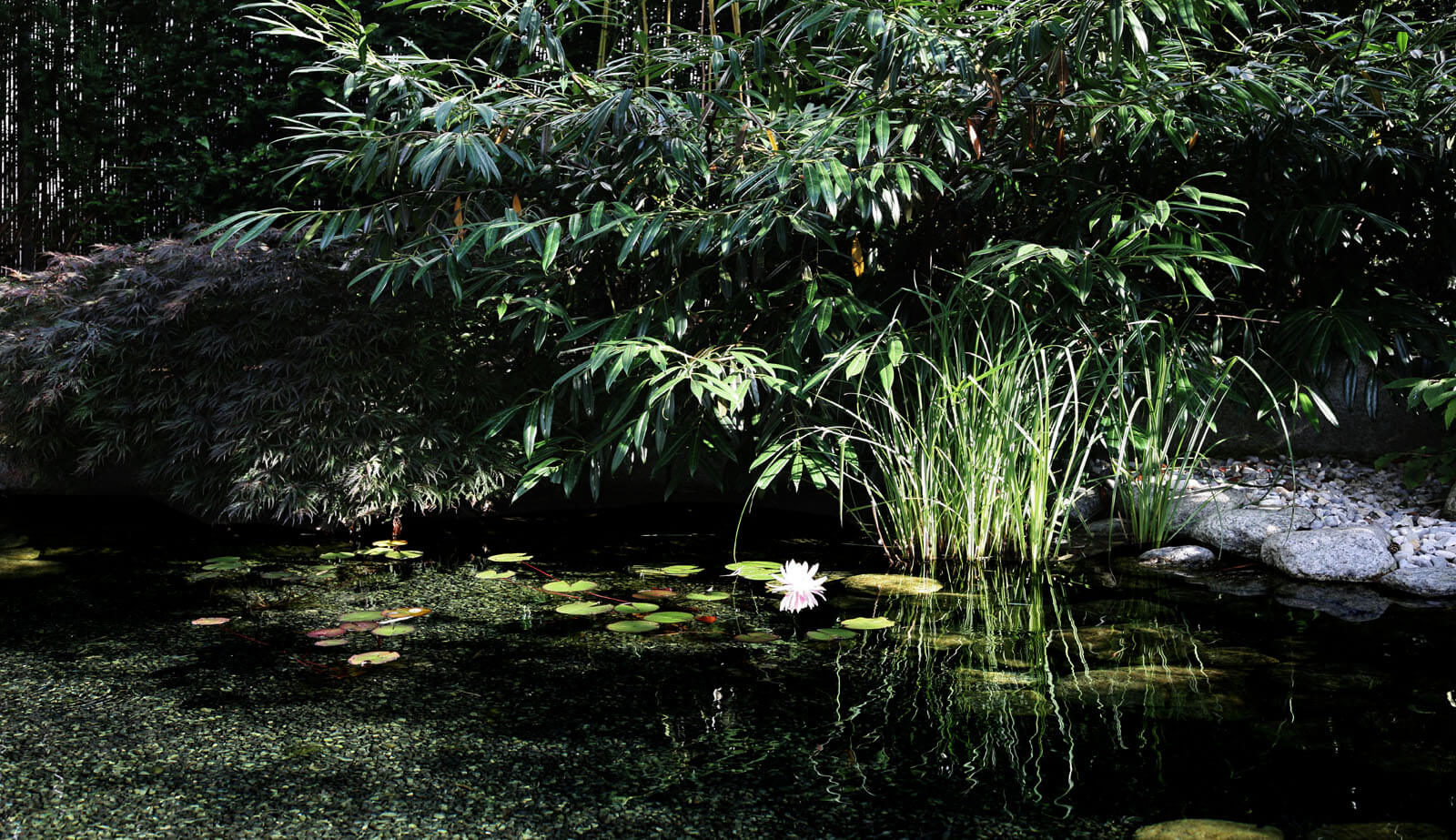 On a small plot: water lily pond with bamboo and grasses in the garden