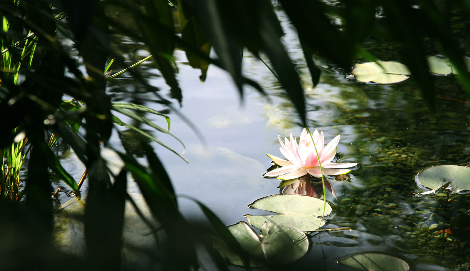 On a small plot: water lily in bloom in the garden pond among bamboo leaves