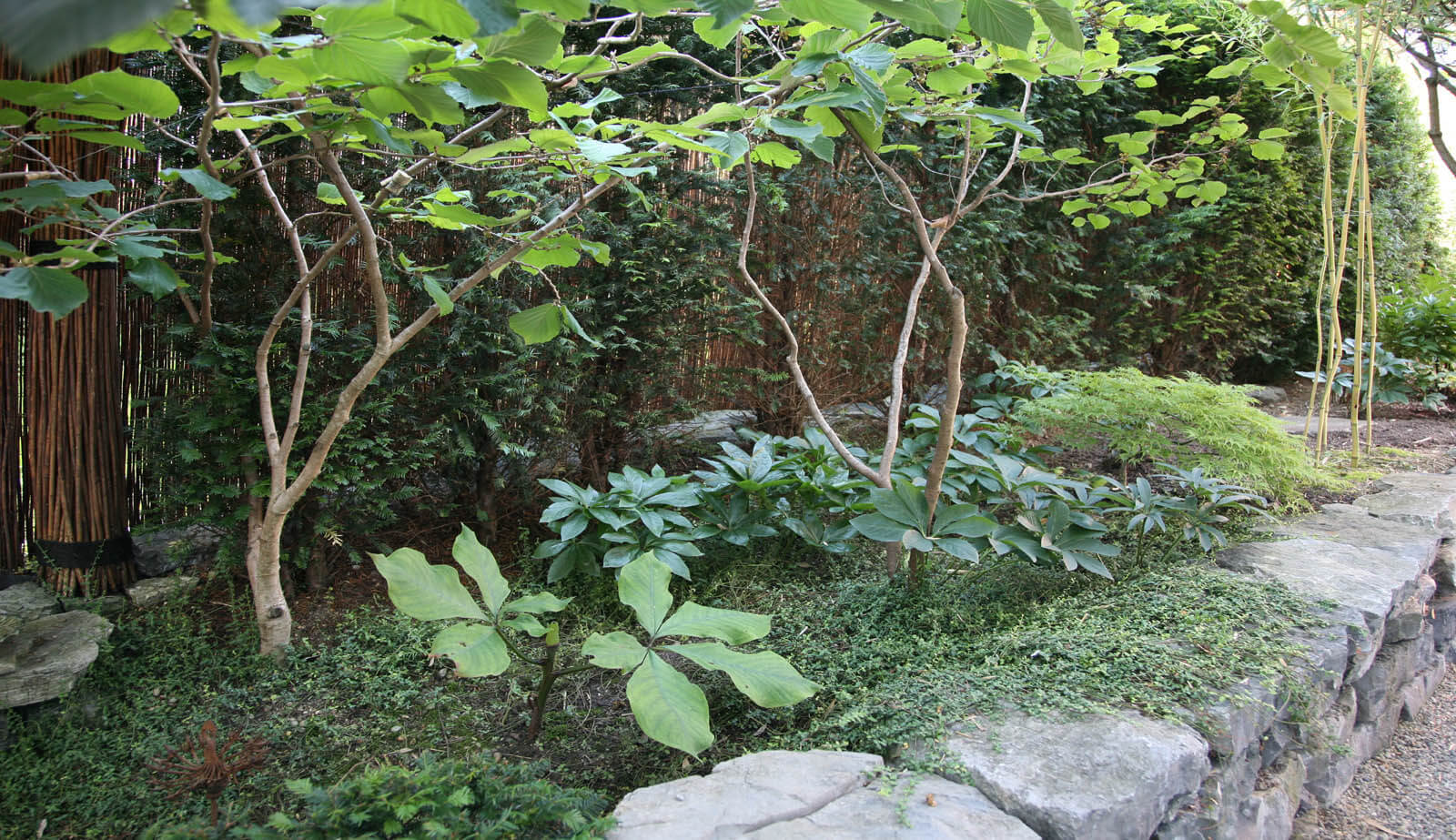 On a small plot: shady garden area with shrubs and natural stone wall