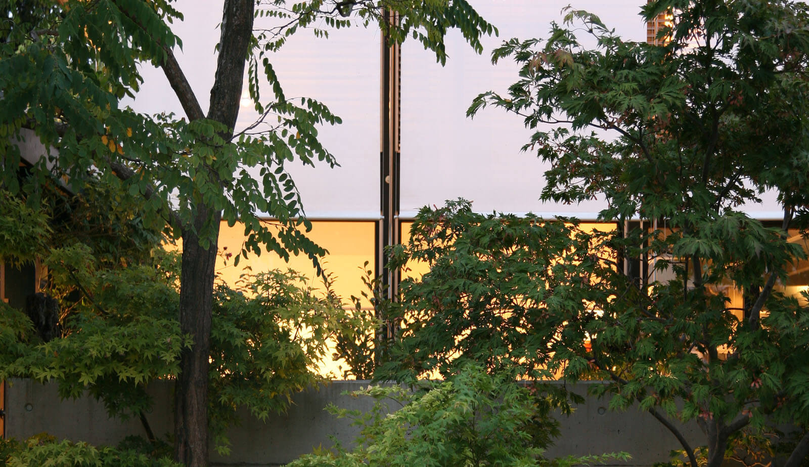 On a small plot: trees in front of the lit glass facade at dusk