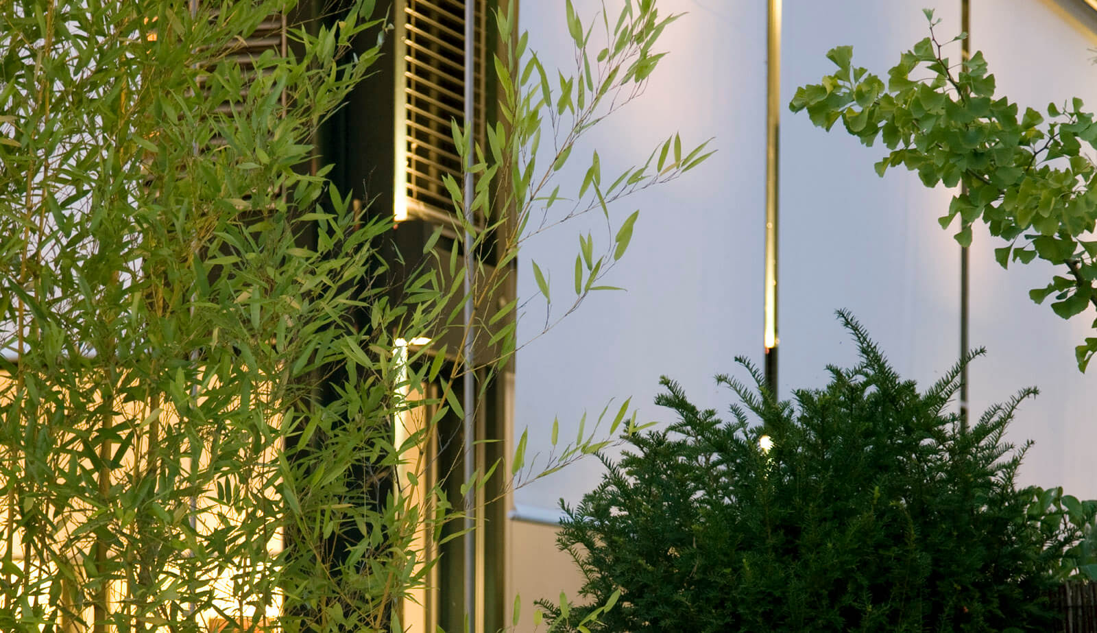 On a small plot: bamboo and conifer in front of the white house facade