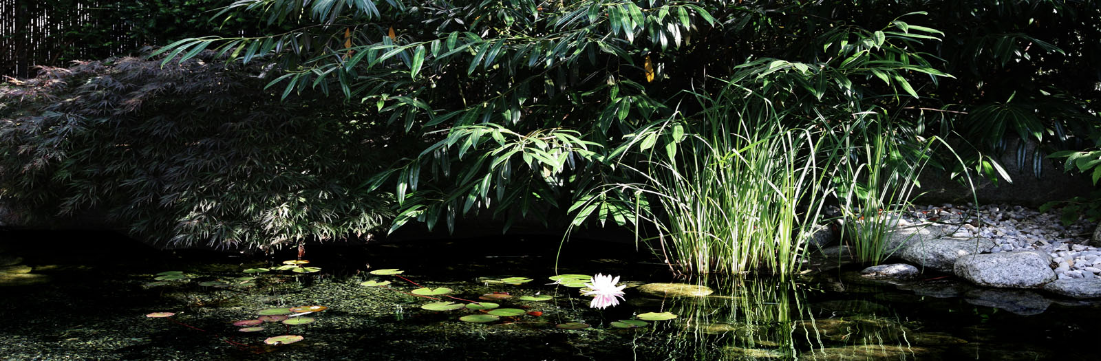 On a small plot: water lily pond with bamboo and grasses in the garden