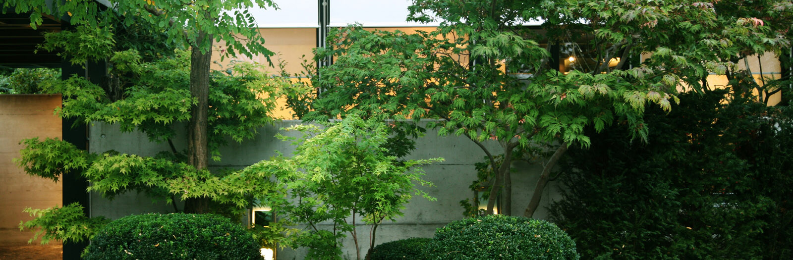 On a small plot: garden trees and box balls in front of concrete wall at dusk